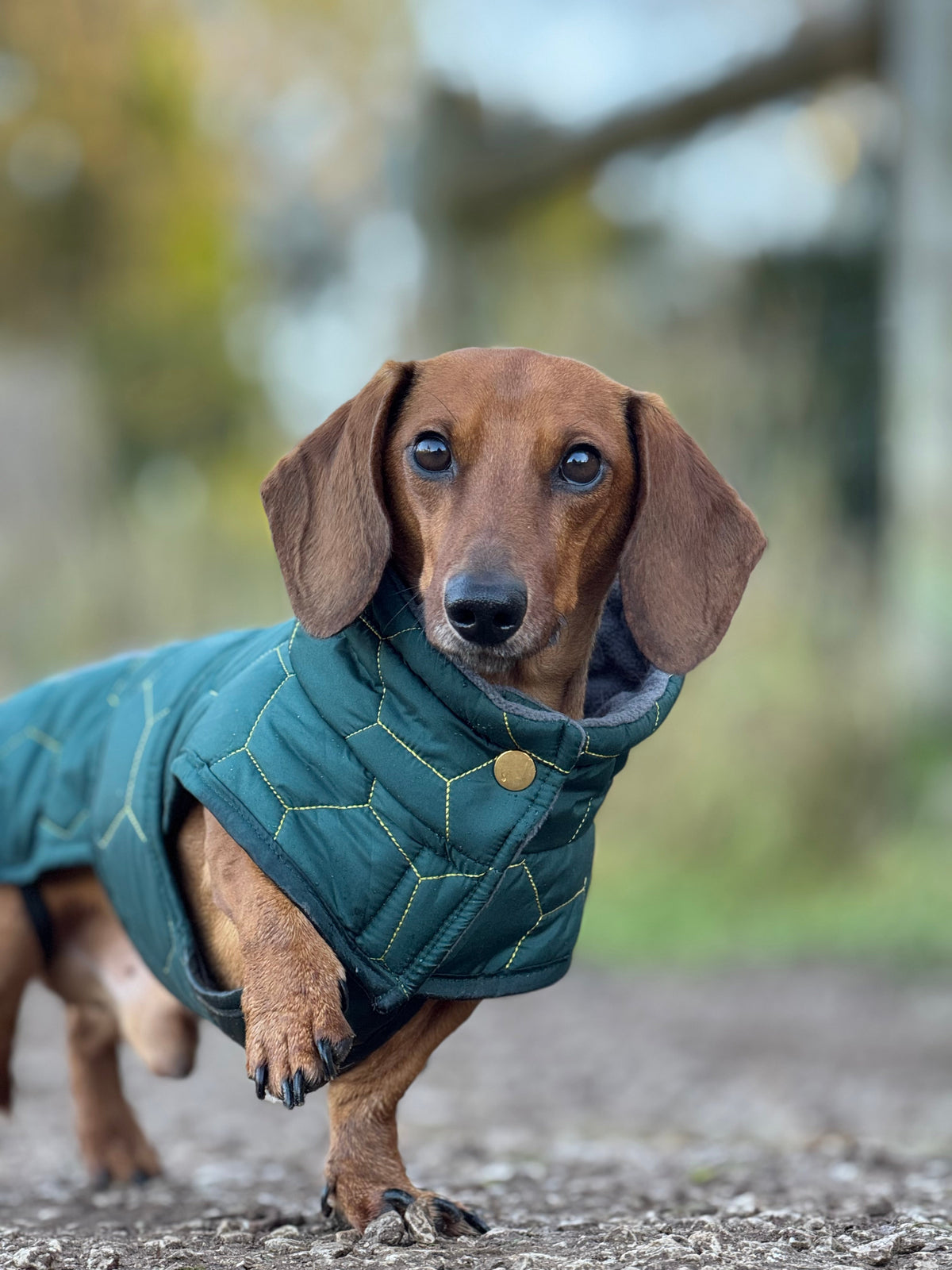 Dachshund Winter Coat - Waterproof