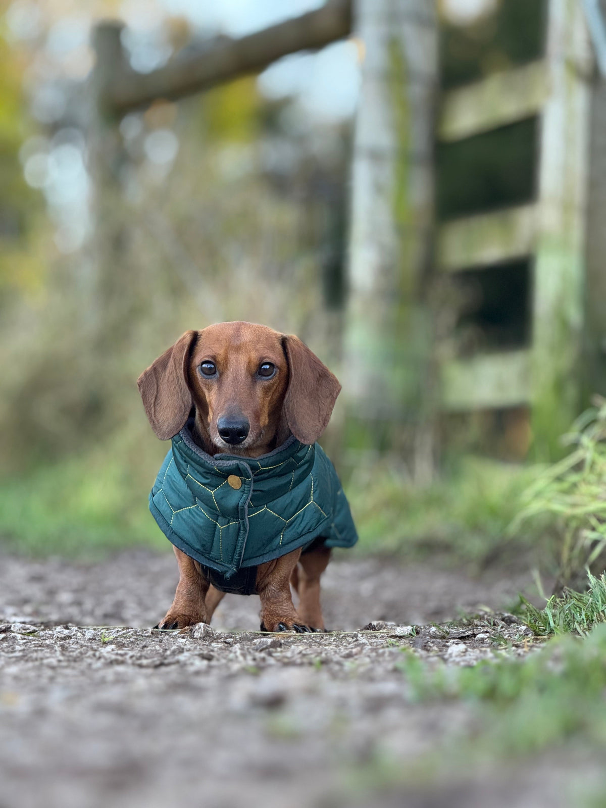 Dachshund Winter Coat - Waterproof