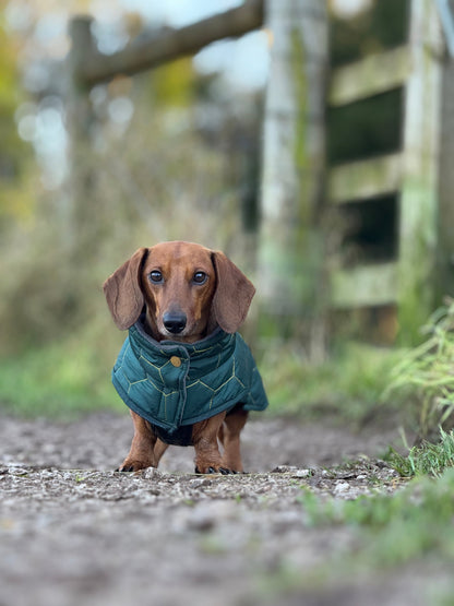 Dachshund Winter Coat - Waterproof