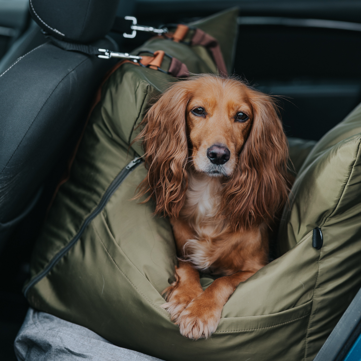 Travel Dog Pod