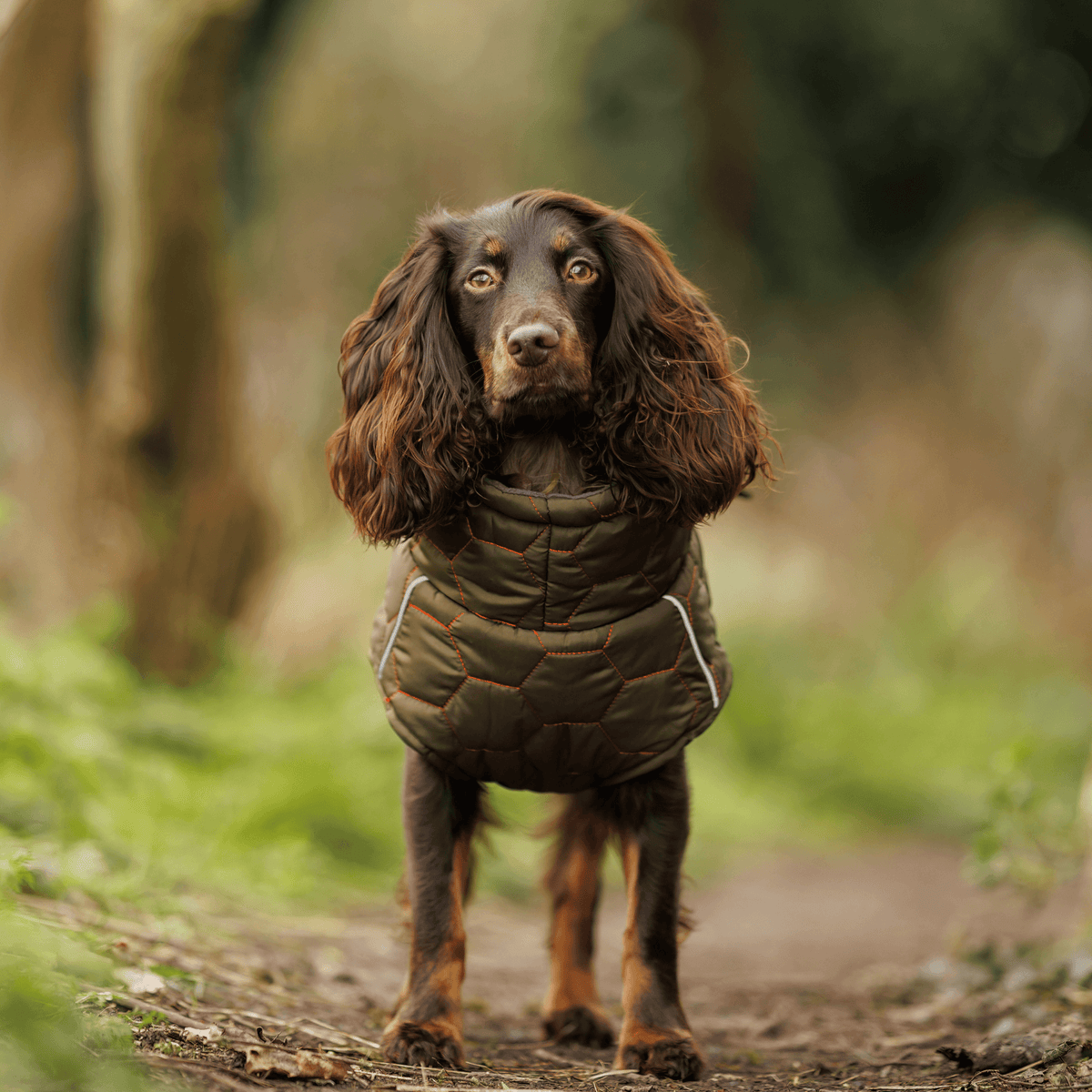 Honey Comb Dog Coat