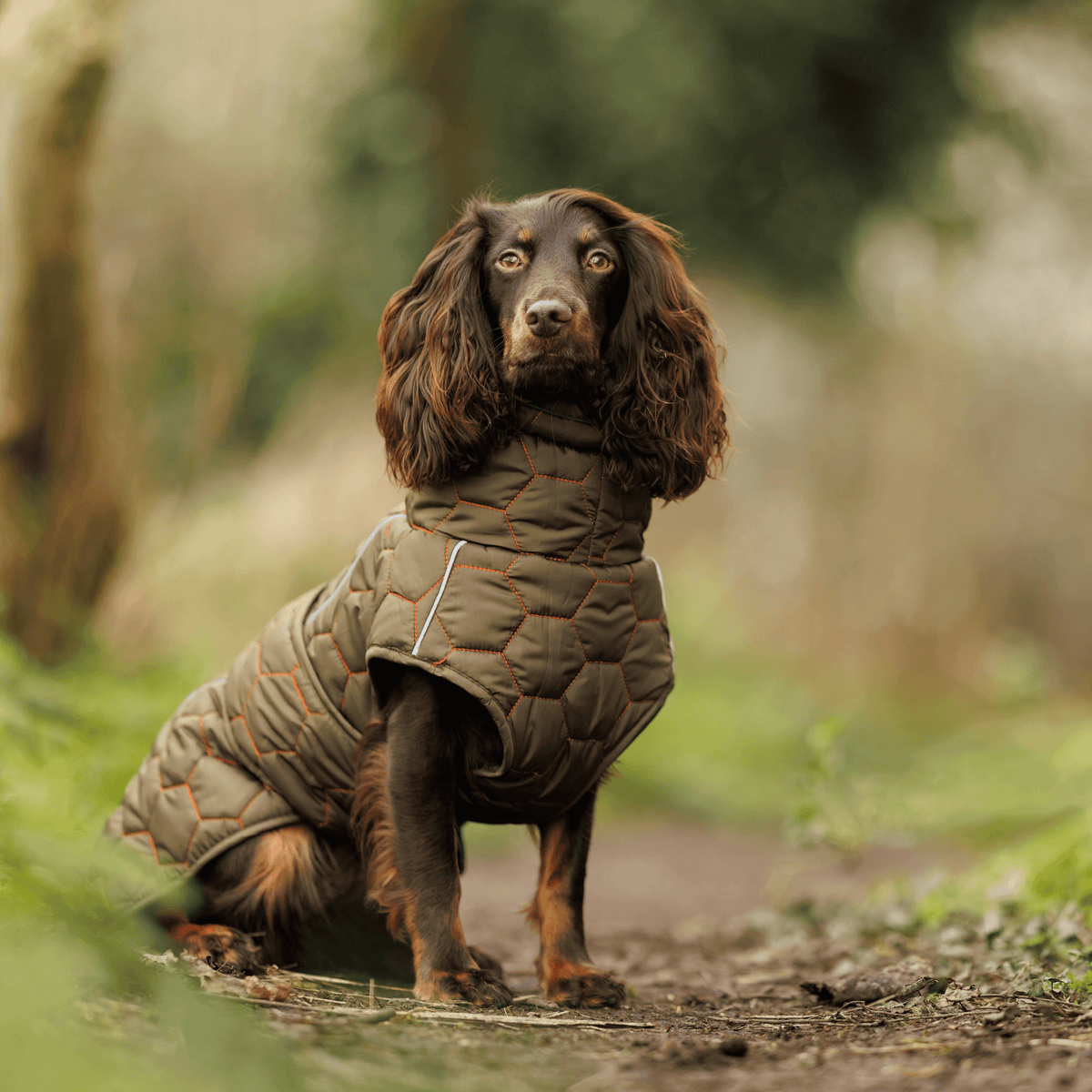 Honey Comb Dog Coat