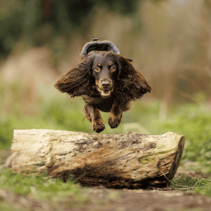 Honey Comb Dog Coat